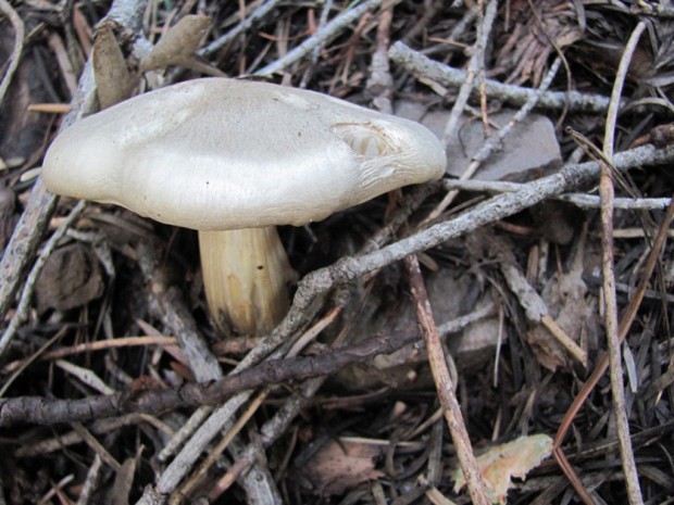 Rains bring on bumper crop, but wise just to admire 'em